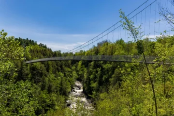 image of a bridge in a forest overlooking a river